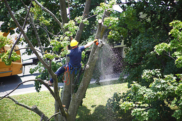 How Our Tree Care Process Works  in  French Island, WI